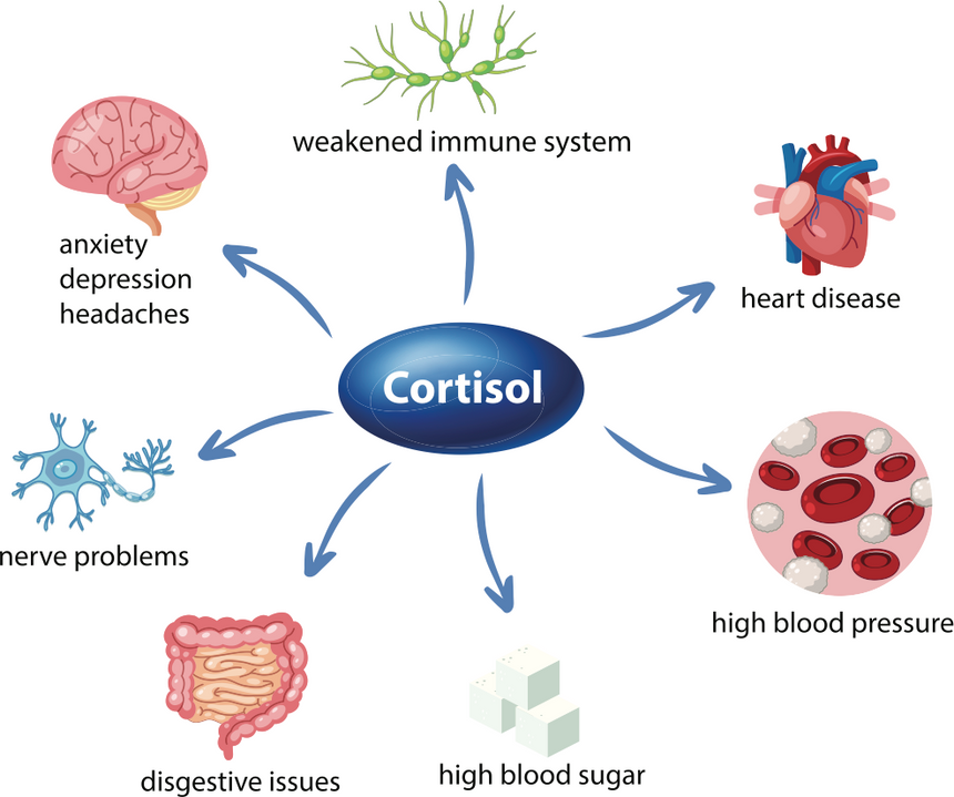 What Is Cortisol?