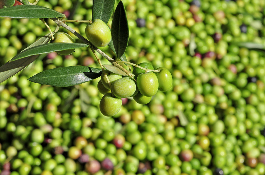 Benefits of Olive Leaf Extract